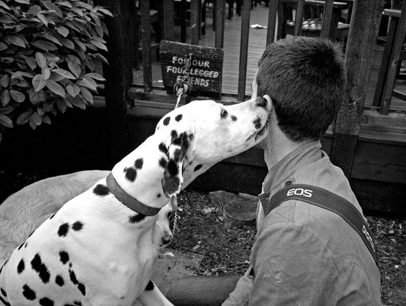 Around the world, our four legged friends