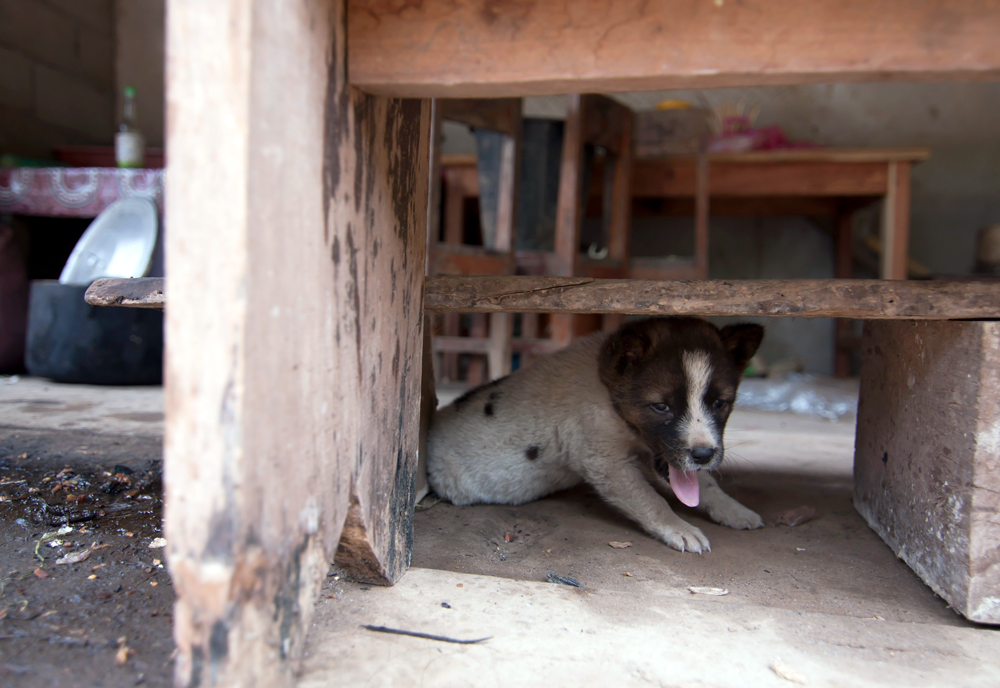 Dog Laos Village 2