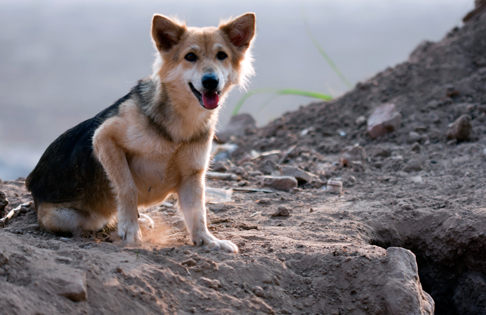 Dog Laos