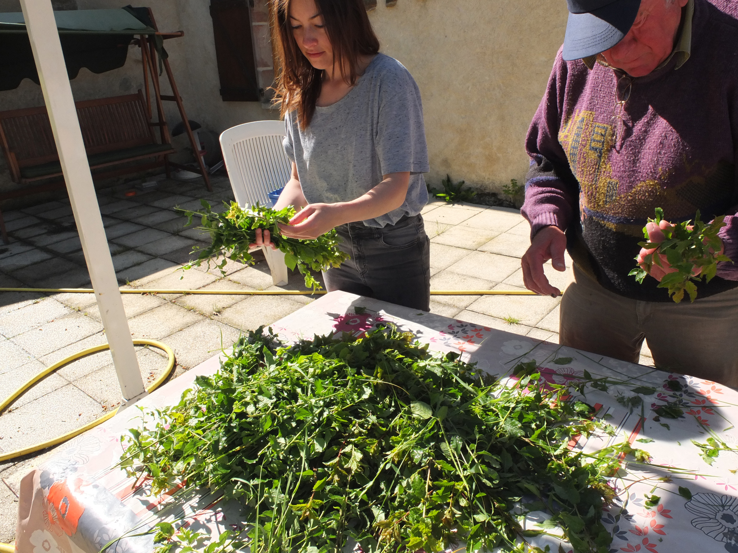 Auvergne Vin de Buisson - Sort plants