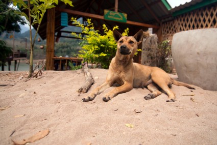 Dog Laos 3